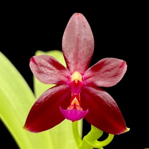 Phalaenopsis Valentinii