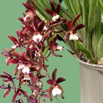 Cymbidium atropurpureum