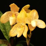 Paphiopedilum concolor