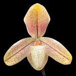 Paphiopedilum concolor striatum