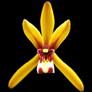 Cymbidium finlaysonianum