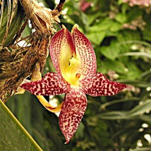Bulbophyllum macranthum